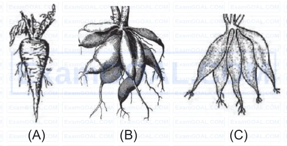 Paper Turnips AIIMS 2017 | Morphology of Flowering Plants Question 10 | Biology ...